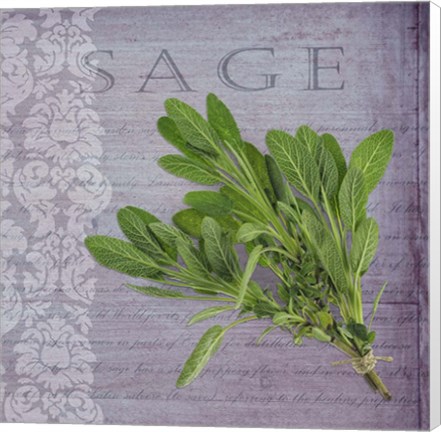 Framed Classic Herbs Sage Print