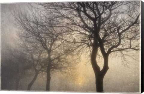 Framed Mystic Trees with Owl Print