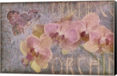 Framed Orchid II Print