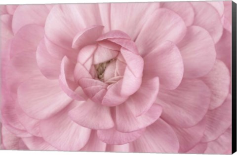 Framed Pink Flower Petals Print