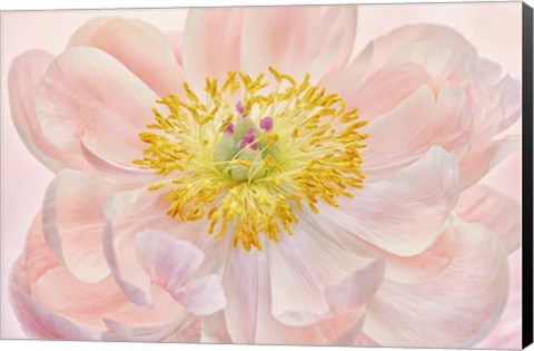 Framed Salmon Pink Peony Print