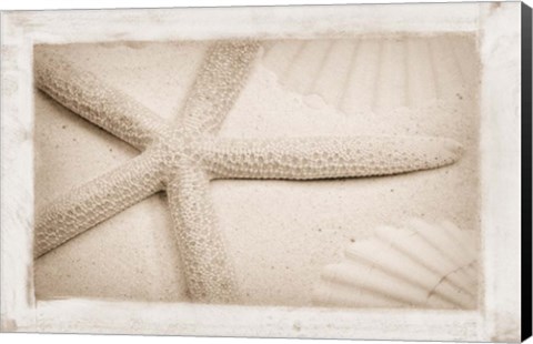 Framed Starfish, Shells and Sand Print