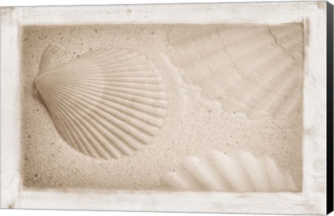 Framed White Shells and Sand Print