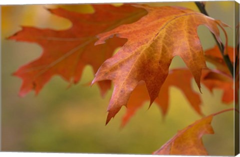 Framed Autumn American Oak Leaves Print