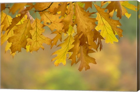 Framed Autumn Oak Leaves Print