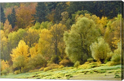 Framed Autumn Trees Print