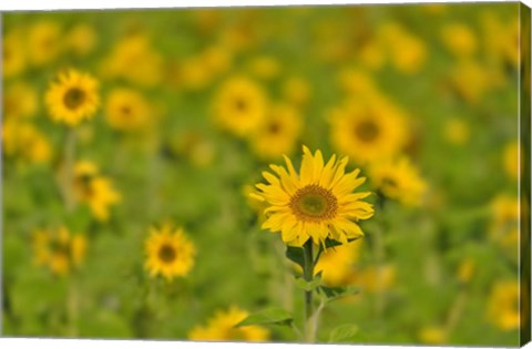 Framed Sunflower Field Print