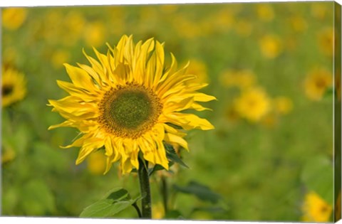 Framed Sunflower Print