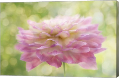 Framed Dahlia in Backlight Print