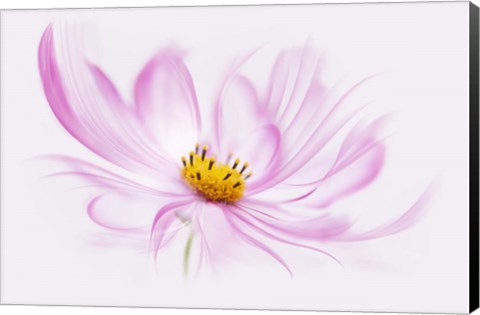 Framed Dancing Flower Cosmos Print