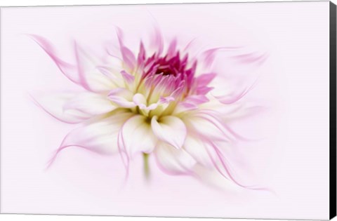 Framed Dancing Flower Dahlia Print