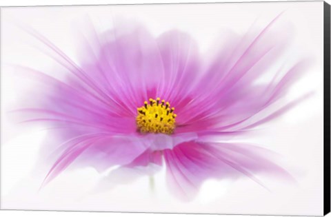 Framed Dancing Flower Deep Pink Cosmos Print