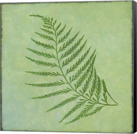 Framed Fern Series Vintage I Print