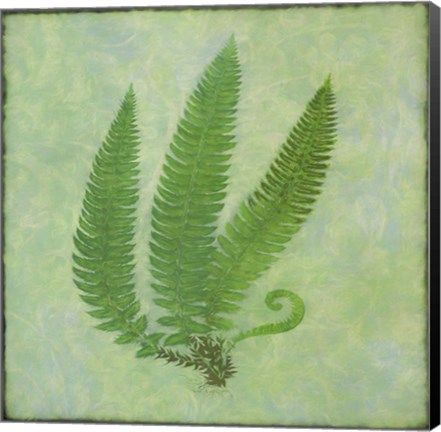 Framed Fern Series Vintage II Print