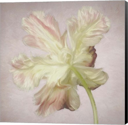 Framed Pink Parrot Tulip Painting II Print
