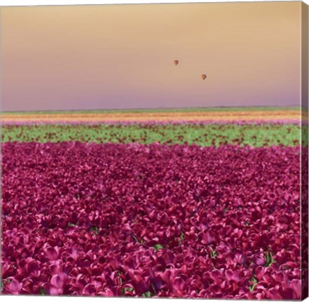 Framed Carmine Tulip Field Print