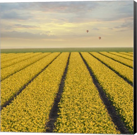 Framed Daffodil Fields Print