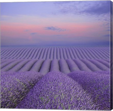 Framed Lavender Field at Dusk Print