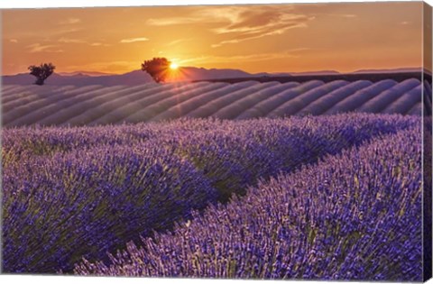 Framed Lavender Field at Sunset Print