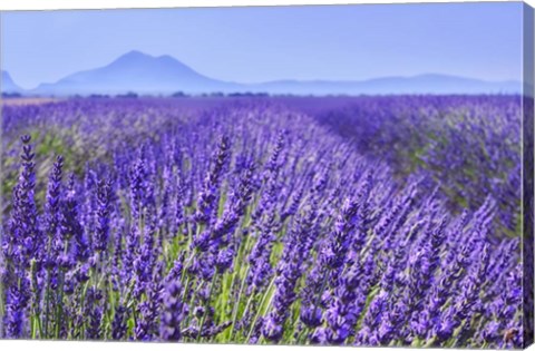 Framed Lavender Field Close Up Print
