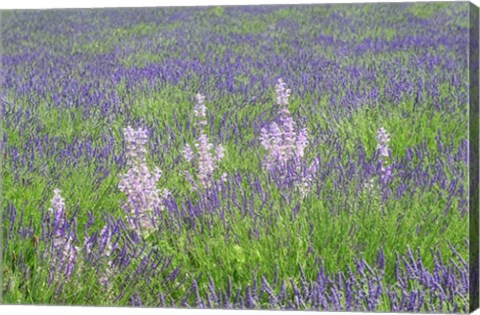 Framed Lavender Fields with Clary Sage Print