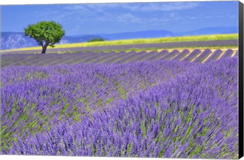 Framed Lavender Fields with Tree Print