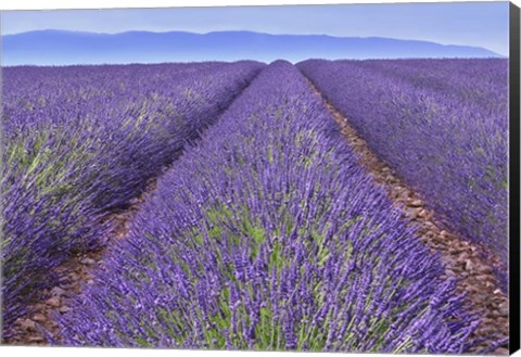 Framed Lavender Rows Print