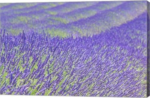 Framed Lavender Print