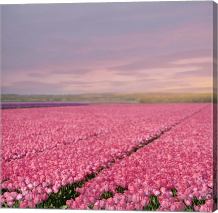 Framed Pink Tulip Fields Print