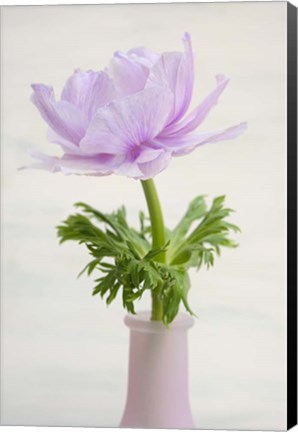 Framed Lilac Anemone Print
