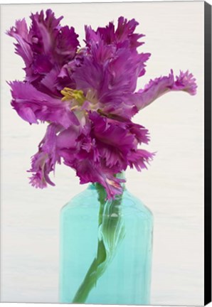Framed Purple Parrot Tulip Print