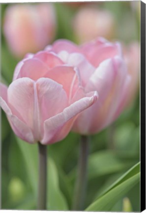 Framed Tulip Flower Baronesse Print