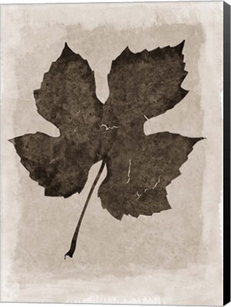 Framed Sepia Grape Leaf Print