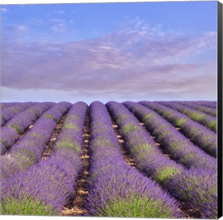 Framed Lavender Hill Print