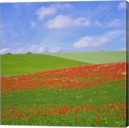 Framed Poppy Field Print