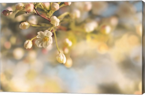 Framed Blush Blossoms II Pastel Print