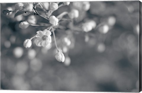 Framed Blush Blossoms II BW Print