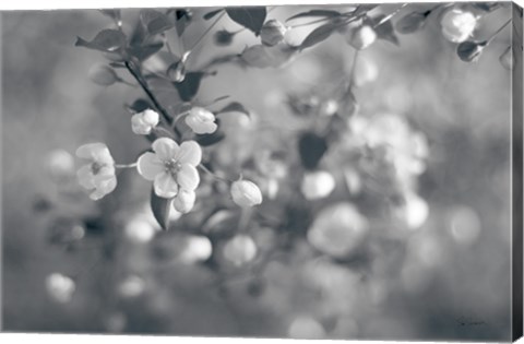 Framed Blush Blossoms I BW Print