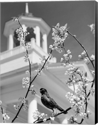 Framed 1950s Robin Perched On Blossoming Print