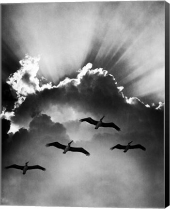 Framed Birds In Sky Flying Print
