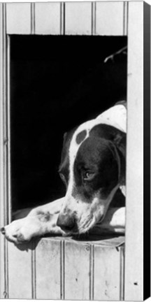 Framed 1930s Hunting Dog Pointer Looking Out Of His Doghouse Print