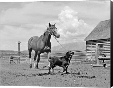 Framed 1950s 1960s Black Dog Leading Horse By Holding Rope Print