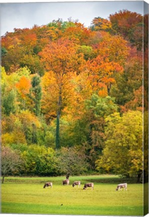 Framed Peaceful Pasture Print