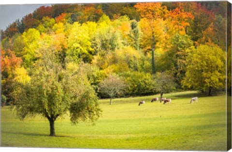 Framed Peaceful Pasture II Print