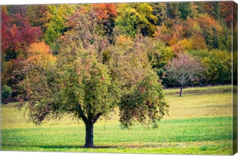 Framed Tree in the Pasture Print