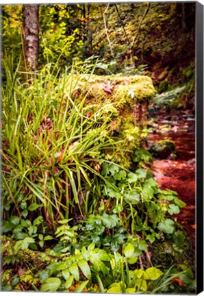 Framed Black Forest River Bank Print