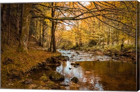 Framed Black Forest River Print