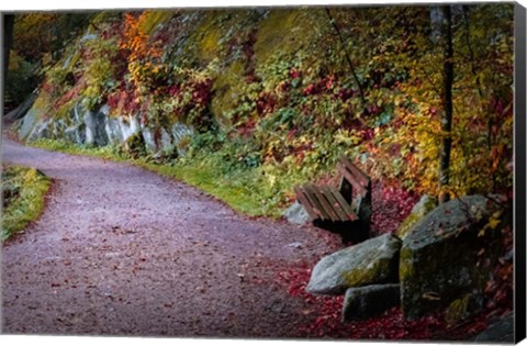 Framed Black Forest Path Print