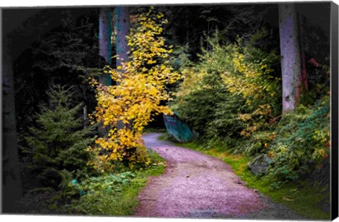 Framed Black Forest Path II Print