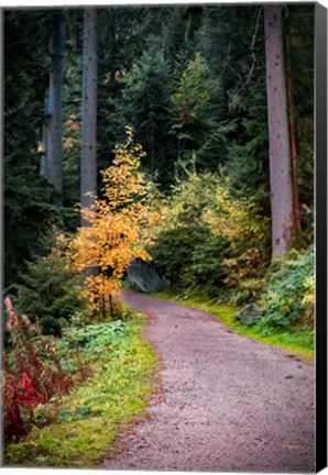 Framed Black Forest Path III Print